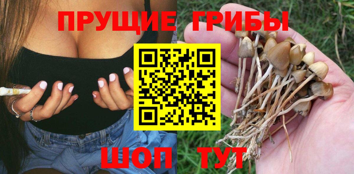 Псилоцибиновые грибы Psilocybe Кохма
